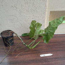 Load image into Gallery viewer, #M100 Large Philodendron Paraiso Verde