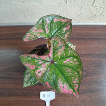 Load image into Gallery viewer, #B115 Caladium Purple Light