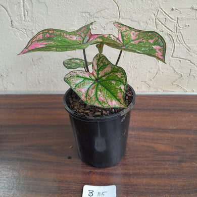 #B115 Caladium Purple Light