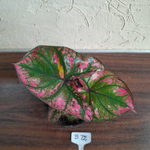Load image into Gallery viewer, #B72 Caladium Purple Light