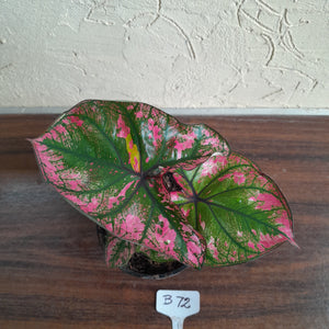 #B72 Caladium Purple Light
