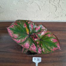 Load image into Gallery viewer, #B72 Caladium Purple Light