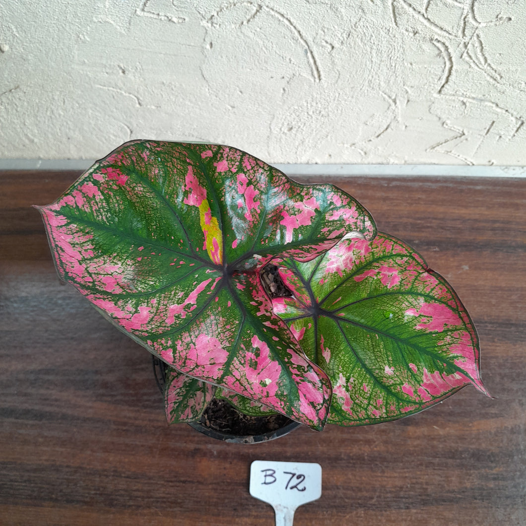 #B72 Caladium Purple Light