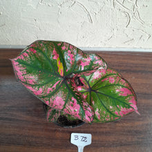 Load image into Gallery viewer, #B72 Caladium Purple Light