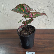 Load image into Gallery viewer, #B72 Caladium Purple Light