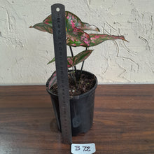 Load image into Gallery viewer, #B72 Caladium Purple Light