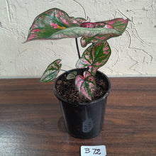Load image into Gallery viewer, #B72 Caladium Purple Light