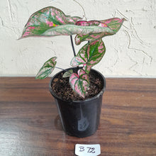 Load image into Gallery viewer, #B72 Caladium Purple Light