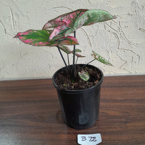 #B72 Caladium Purple Light
