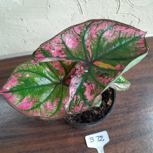 #B72 Caladium Purple Light