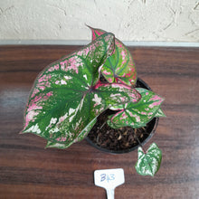 Load image into Gallery viewer, #B43 Caladium Purple Light