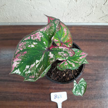 Load image into Gallery viewer, #B43 Caladium Purple Light