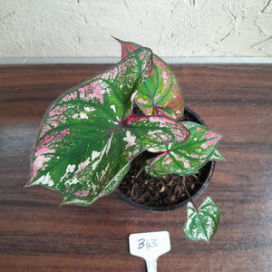 #B43 Caladium Purple Light