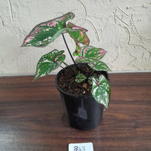 Load image into Gallery viewer, #B43 Caladium Purple Light