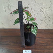 Load image into Gallery viewer, #B43 Caladium Purple Light