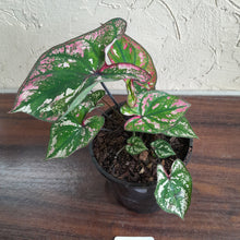 Load image into Gallery viewer, #B43 Caladium Purple Light