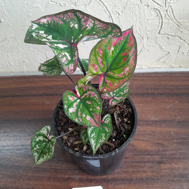 #B43 Caladium Purple Light