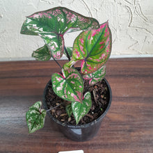 Load image into Gallery viewer, #B43 Caladium Purple Light