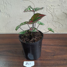 Load image into Gallery viewer, #B43 Caladium Purple Light