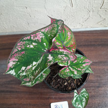 Load image into Gallery viewer, #B43 Caladium Purple Light