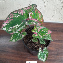 Load image into Gallery viewer, #B43 Caladium Purple Light