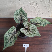 Load image into Gallery viewer, #B26 Caladium