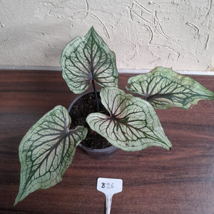 #B26 Caladium