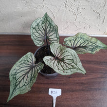 Load image into Gallery viewer, #B26 Caladium