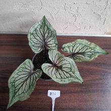 Load image into Gallery viewer, #B26 Caladium