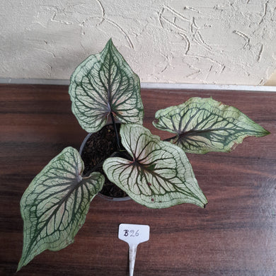 #B26 Caladium