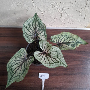 #B26 Caladium