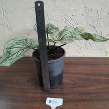 Load image into Gallery viewer, #B26 Caladium