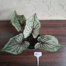 Load image into Gallery viewer, #B26 Caladium