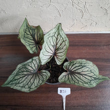 Load image into Gallery viewer, #B26 Caladium