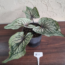 Load image into Gallery viewer, #B26 Caladium