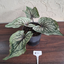 Load image into Gallery viewer, #B26 Caladium