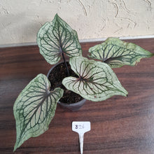 Load image into Gallery viewer, #B26 Caladium