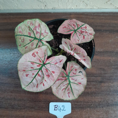 #B42 Caladium Strawberry Star