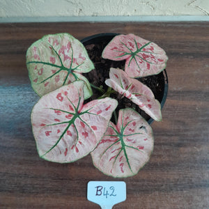 #B42 Caladium Strawberry Star