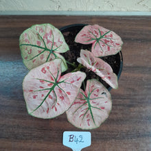 Load image into Gallery viewer, #B42 Caladium Strawberry Star