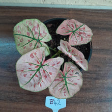 Load image into Gallery viewer, #B42 Caladium Strawberry Star