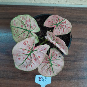#B42 Caladium Strawberry Star