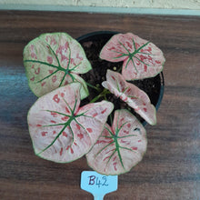 Load image into Gallery viewer, #B42 Caladium Strawberry Star