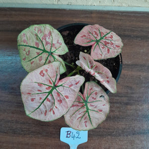 #B42 Caladium Strawberry Star