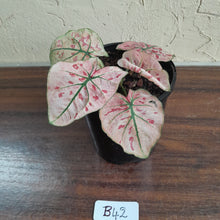 Load image into Gallery viewer, #B42 Caladium Strawberry Star