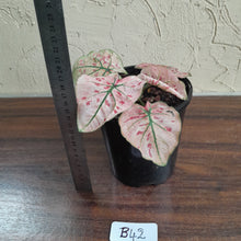 Load image into Gallery viewer, #B42 Caladium Strawberry Star