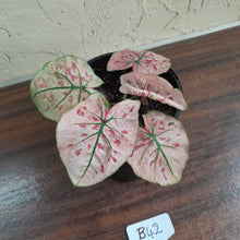 Load image into Gallery viewer, #B42 Caladium Strawberry Star