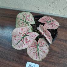 Load image into Gallery viewer, #B42 Caladium Strawberry Star