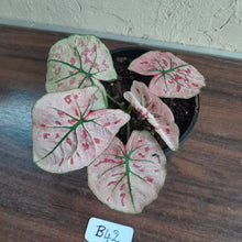 Load image into Gallery viewer, #B42 Caladium Strawberry Star