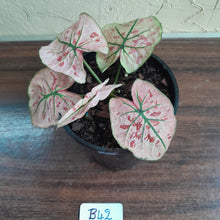 Load image into Gallery viewer, #B42 Caladium Strawberry Star